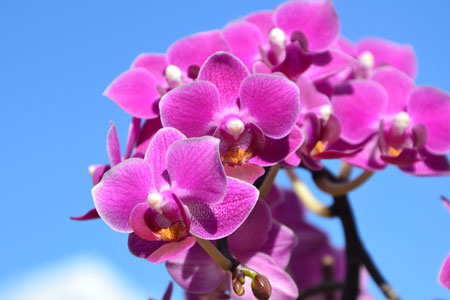 orchidees violettes